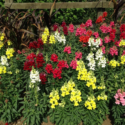 Antirrhinum Seeds Mixed